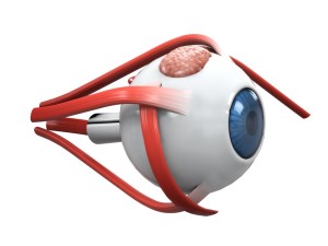 How the Eye Muscles Affect Vision Health