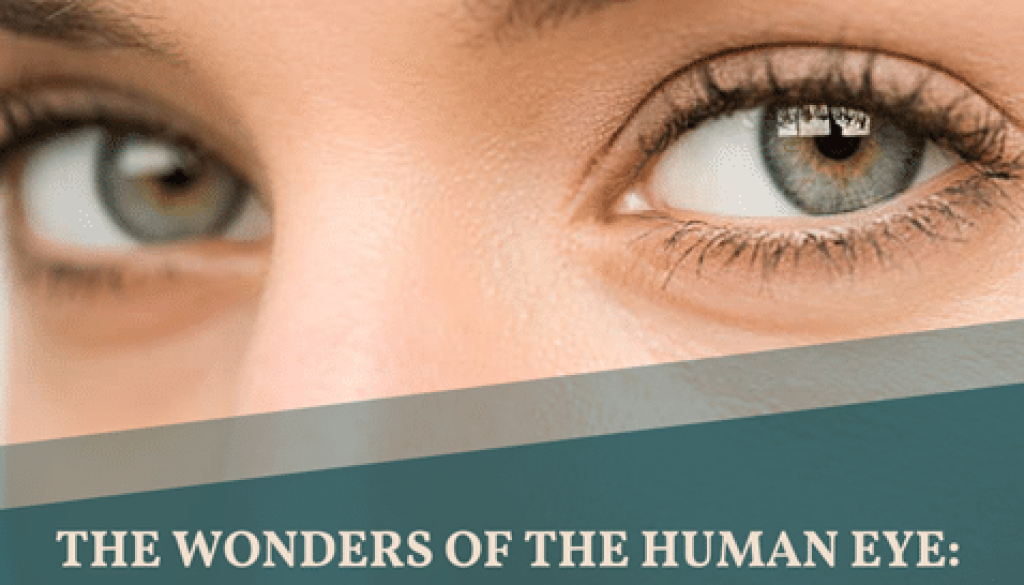 what are the makings of the human eye